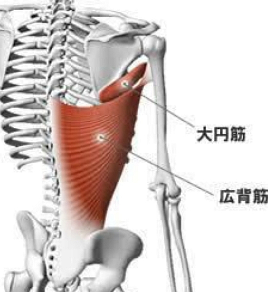 画像に alt 属性が指定されていません。ファイル名: 大円筋と広背筋①-2.jpg