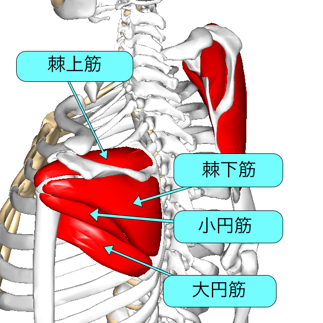 画像に alt 属性が指定されていません。ファイル名: 肩甲筋板-L１解説付-1.png